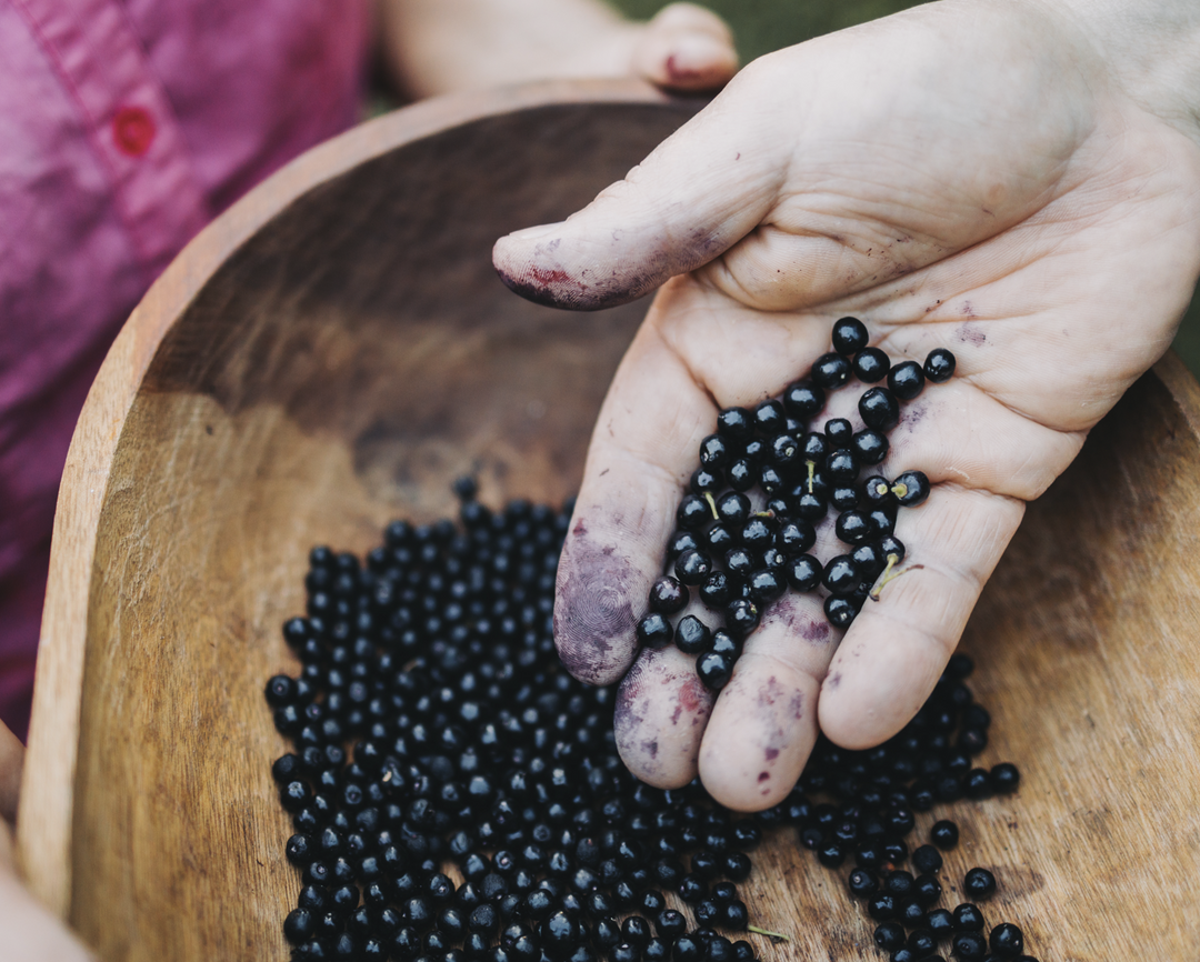 The Benefits of Antioxidants for Your Immune System: How Maqui Berry Supplements Can Help