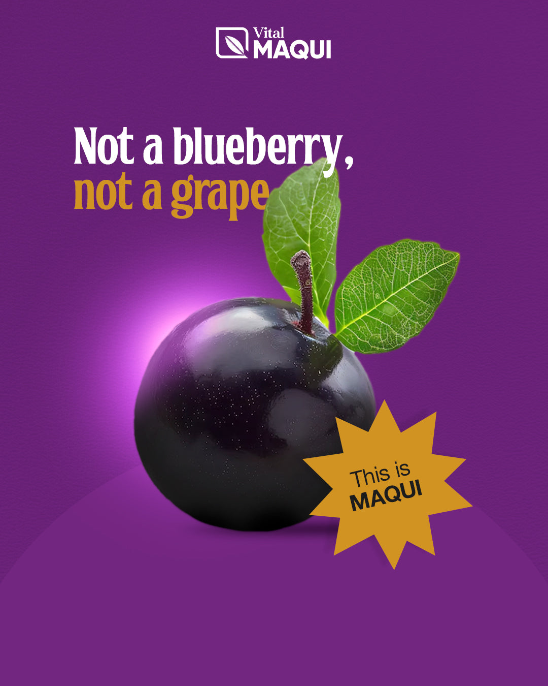 The Superfruit of Patagonia: Why Maqui is the New Star of Antioxidants