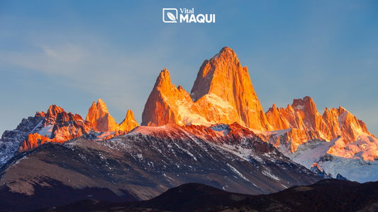 The Snow of Patagonia: The Secret of Maqui Berries