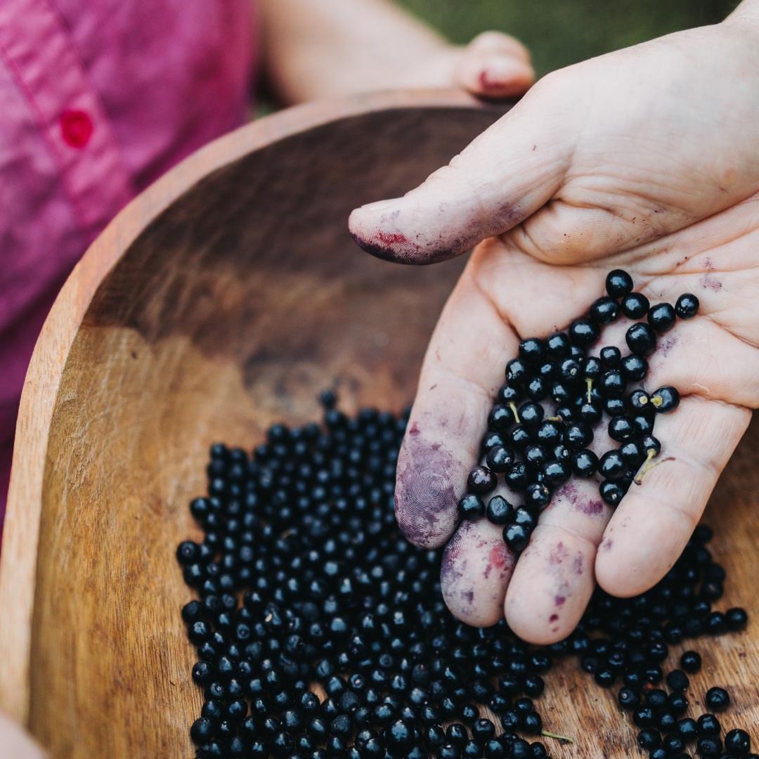 Top 6 Benefits of Maqui Berry for Winter Wellness