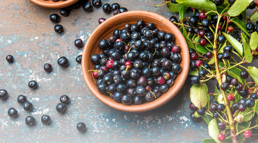 Where Can I Buy Maqui Berry Top 10 Benefits of Maqui Berry Powder: Why This Superfood Is Essential